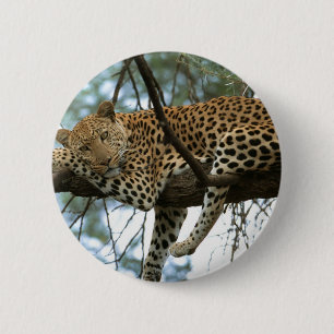 Leopard Resting in Tree 2 Inch Round Button