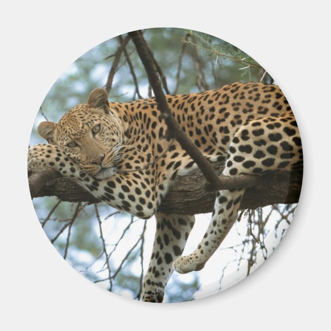 Leopard Resting in Tree Magnet (Front)