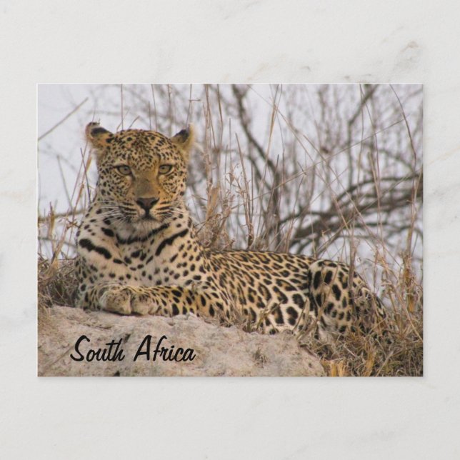 Leopard resting on a mound postcard (Front)