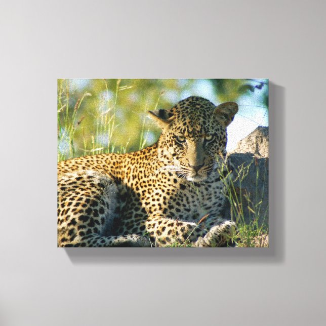 leopard resting panthera pardus Kruger Canvas Print (Front)