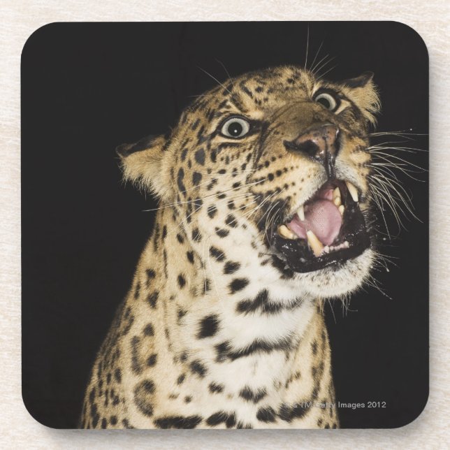 Leopard roaring coaster (Front)