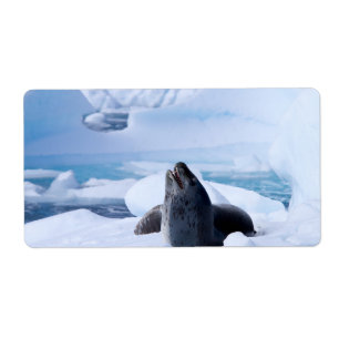 Leopard Seal