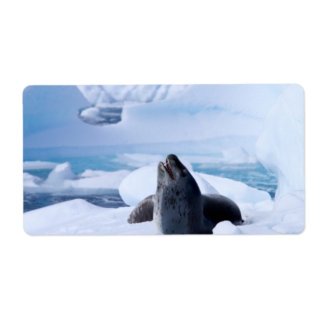 Leopard Seal (Front)