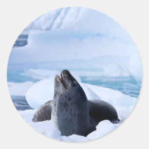 Leopard Seal