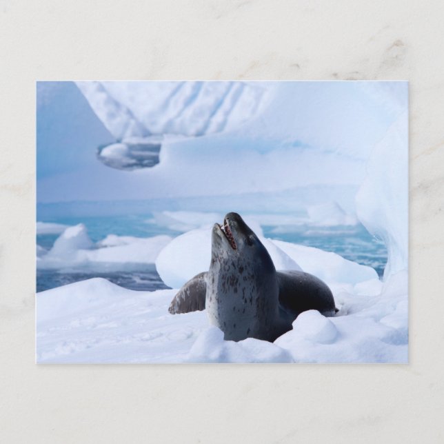 Leopard Seal Postcard (Front)