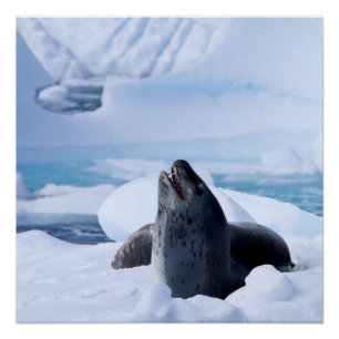 Leopard Seal Poster