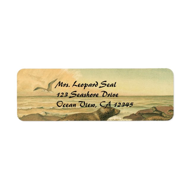 Leopard Seals, Vintage Aquatic Animals Marine Life (Front)