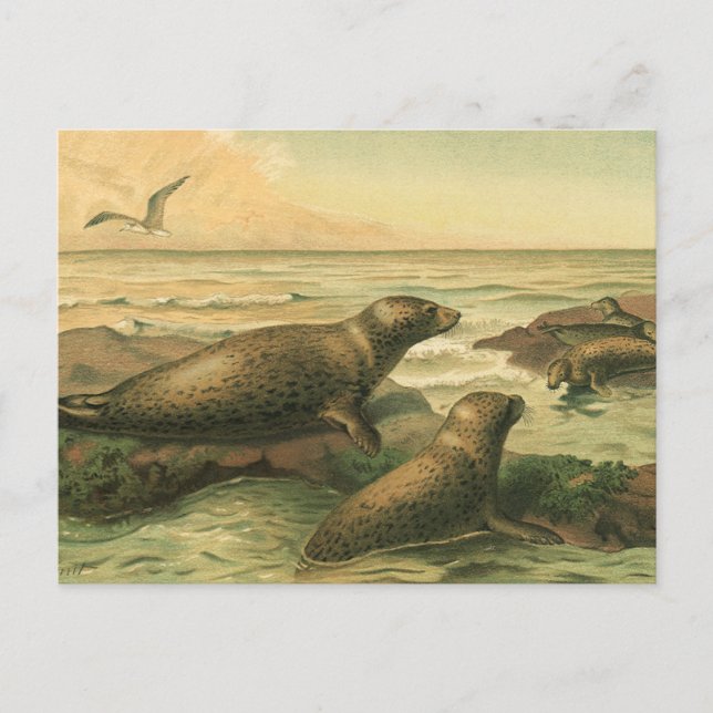 Leopard Seals, Vintage Aquatic Animals Marine Life Postcard (Front)