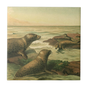 Leopard Seals, Vintage Aquatic Animals Marine Life Tile