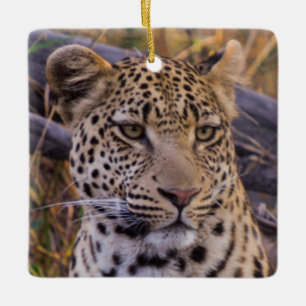 Leopard sitting, Botswana, Africa Ceramic Ornament
