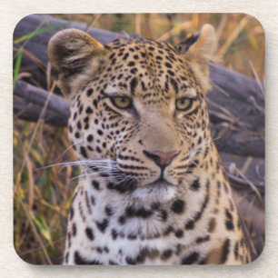 Leopard sitting, Botswana, Africa Coaster