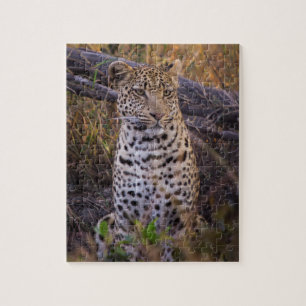 Leopard sitting, Botswana, Africa Jigsaw Puzzle