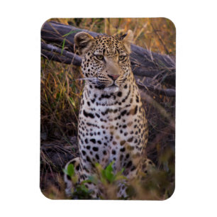 Leopard sitting, Botswana, Africa Magnet