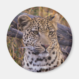 Leopard sitting, Botswana, Africa Magnet