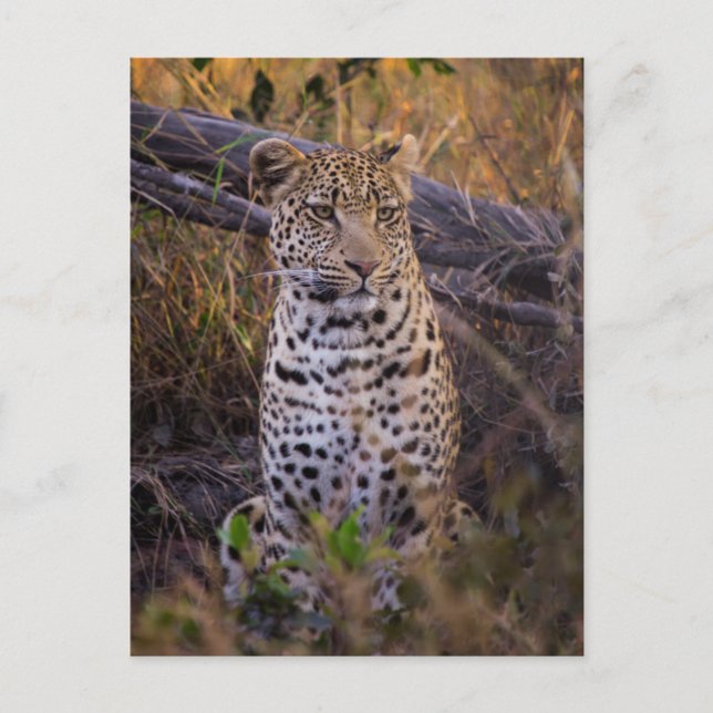 Leopard sitting, Botswana, Africa Postcard (Front)