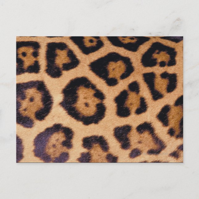 Leopard skin postcard (Front)