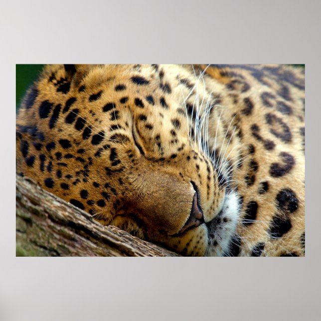 Leopard sleeping poster (Front)