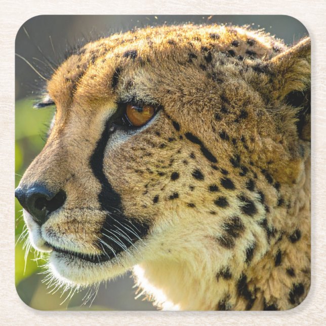 leopard square paper coaster (Front)