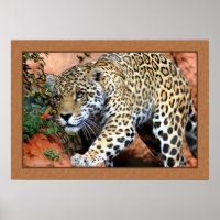 Leopard Stalking Closeup Photography