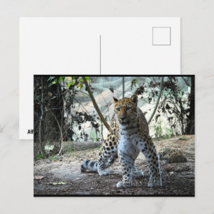 Leopard Stance Portrait Postcard