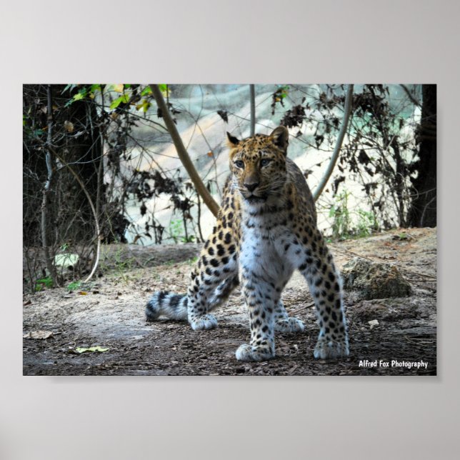 Leopard Stance Portrait Poster (Front)