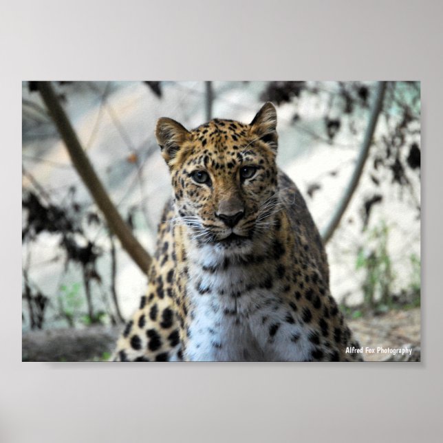 Leopard Stare Poster (Front)