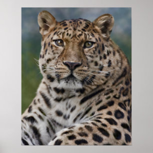 Leopard Thoughts Print