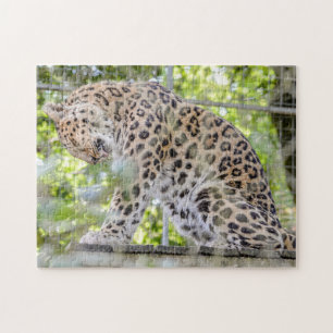 Leopard Washing Wild Animal Photo Jigsaw Puzzle