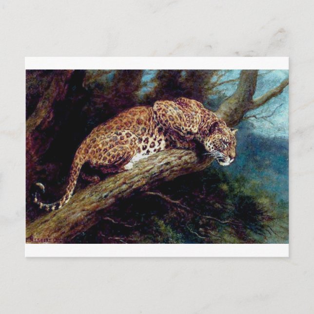 leopard wild cat animal antique painting postcard (Front)