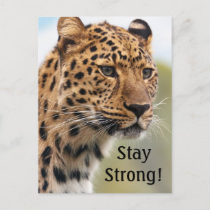 Leopard Wild Cats   Postcard