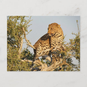 leopard wild postcard