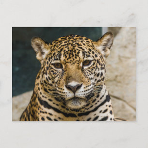 Leopard Wildcat Face Postcard