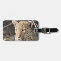 Leopard wildlife photography Africa Safari animal