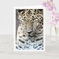 Leopard with Eyes Closed