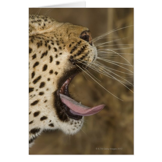 Leopard yawning, Greater Kruger National Park, (Front)