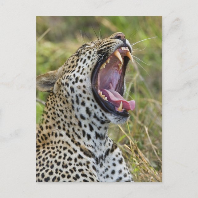 Leopard yawning, Greater Kruger National Park, 2 Postcard (Front)