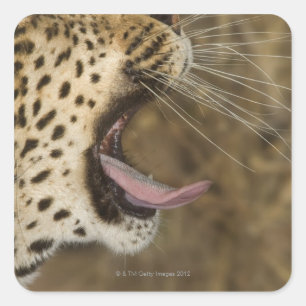 Leopard yawning, Greater Kruger National Park, Square Sticker
