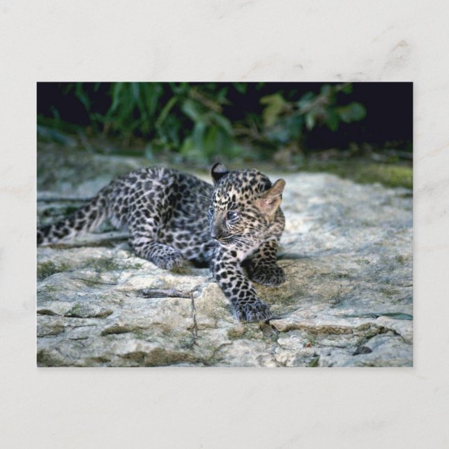 Leopard-young cub postcard (Front)