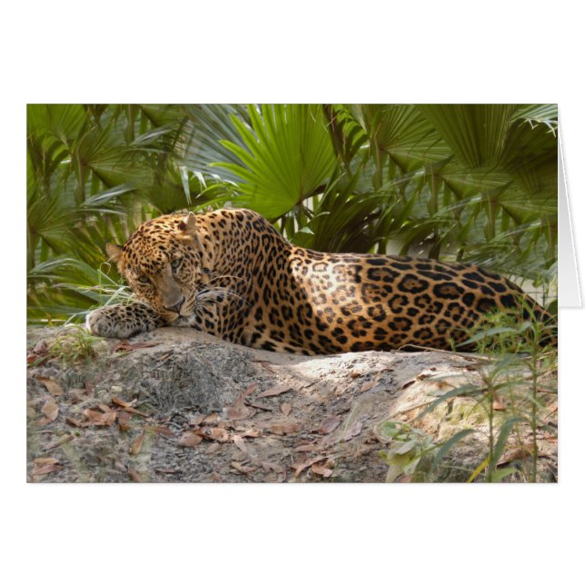 LeopardCheetaro017 (Devant horizontal)
