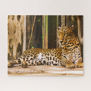 Leopards Big Cats. Jigsaw Puzzle