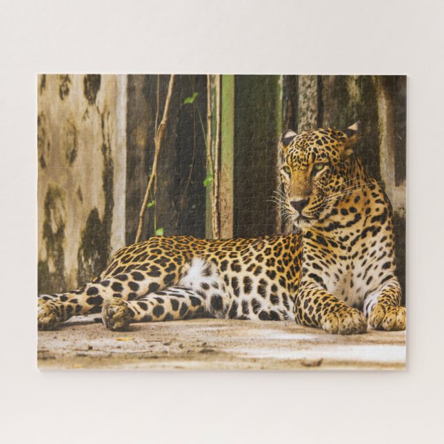 Leopards Big Cats. Jigsaw Puzzle (Horizontal)