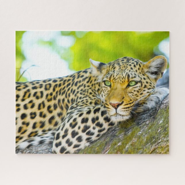 Leopards Big Cats. Jigsaw Puzzle (Horizontal)