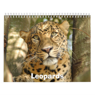 Leopards Calendar, Leopards Calendar