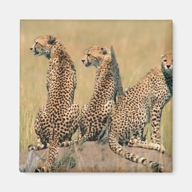 Leopards looking away magnet (Front)