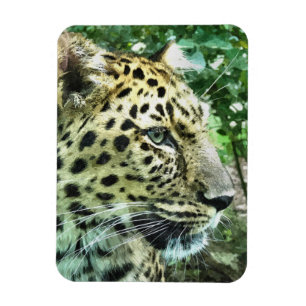 LEOPARDS MAGNET