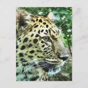 LEOPARDS POSTCARD