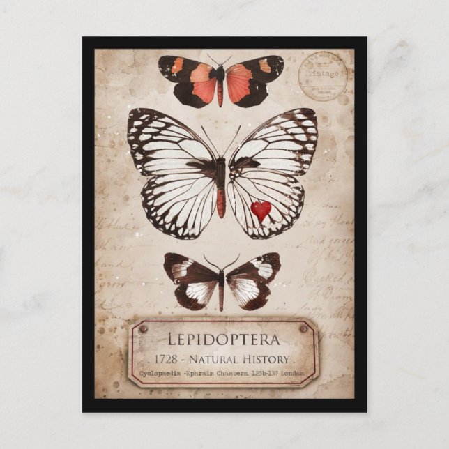 Lepidoptera Postcard (Front)
