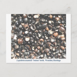 Lepidotes crushing teeth fossils postcard