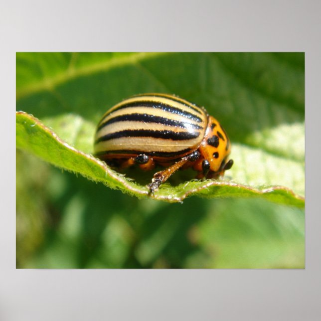 Leptinotarsa decemlineata poster (Front)