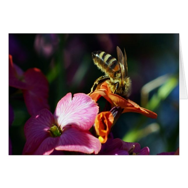 Les abeilles Occupées ! (Devant horizontal)